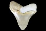 Serrated, Fossil Chubutensis Tooth - Aurora, North Carolina #176577-2